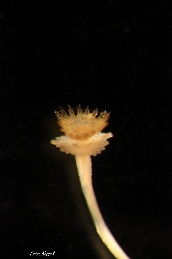 Image of Hydroides elegans